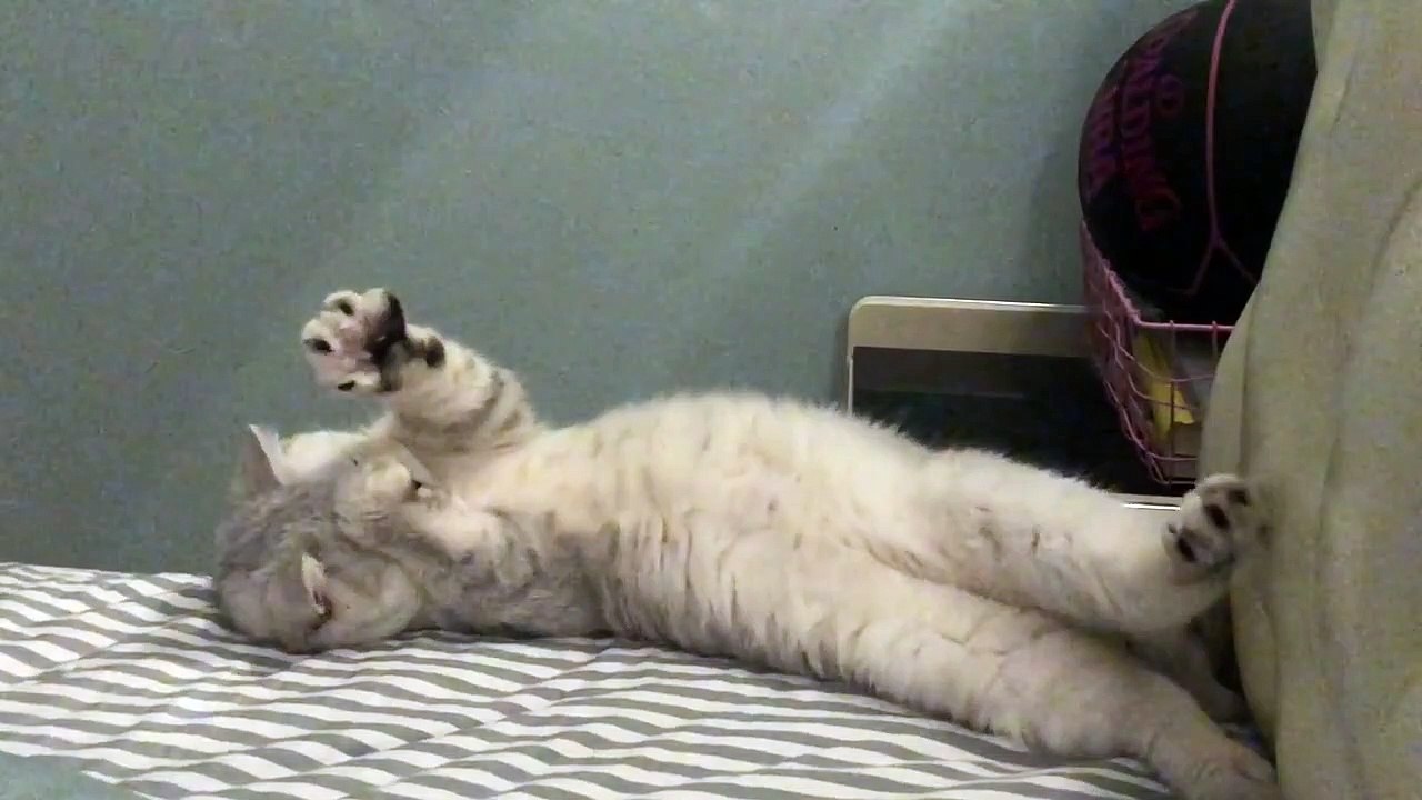 All right. The cat doesn't feel sleepy absolutely.
