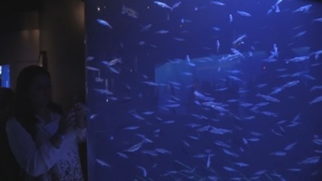 Acuario del Pacífico en California expande su lucha contra cambio climático