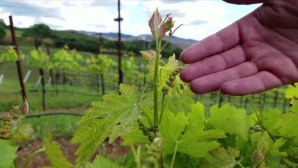 Travel Track On Sirk TV: KUNDE FAMILY WINERY [Sonoma Valley - Kenwood, California] - Part IV