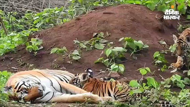 पन्ना टाईगर रिजर्व में बाघिन ने दिया तीन शावकों को जन्म, वन प्रबंधन नहीं ले पाया फोटो