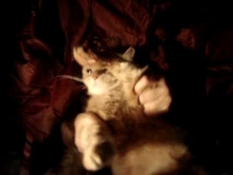 CHAT QUI DANSE DU RAP