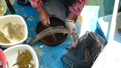 Cutting live Moray eel, Muraenidae at Sai Kung seafood market. Amazing!!!