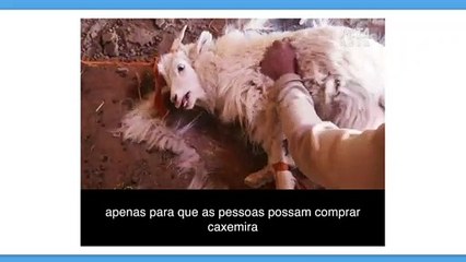 H&M renuncia produtos à base de caxemira após vídeo de cabras sendo maltratadas ser publicado