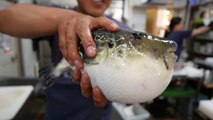 อาหารญี่ปุ่นถนน - ปลาปักเป้า fugu ญี่ปุ่น /Japanese Street Food - LIVE FUGU PUFFERFISH Puffer Fish Japan