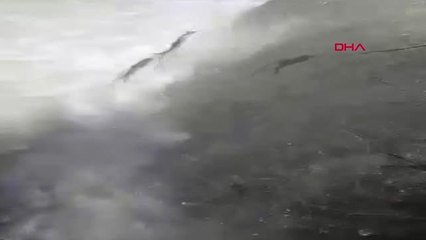 Elazığ'da Siraz Balığının Tersine Göçü İlk Kez Görüntülendi