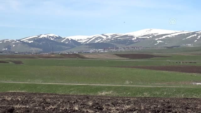 Karlar Geç Eriyince Çiftçilik de Gecikmeli Başladı - Kars