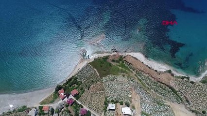 Antalya Türkiye'de İlk Kez Kahve Meyvesi Üretti