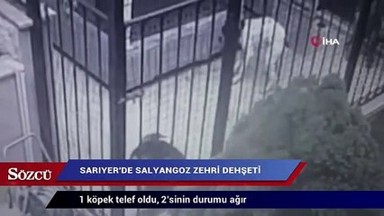 Sarıyer’de salyangoz: zehri dehşeti 3 köpeği zehirlediler