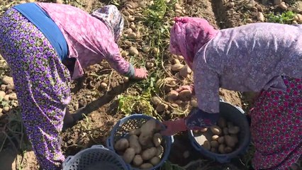 Patatesin fiyatı hasatla düştü  - İZMİR