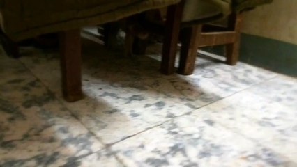 Male Cat Plays Soccer With Sister