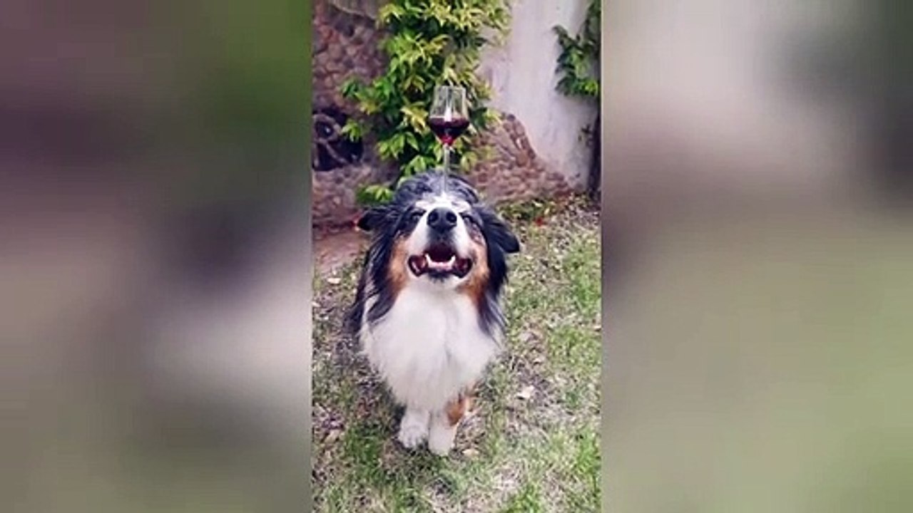 'Your drink, sir?' Dog shows off skills as a waiter by balancing wine glass on head