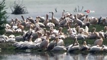 Göç eden pelikanlar İnegöl Boğazköy Barajı'na uğradı...Barajda ilk kez görüntülenen pelikanlar renkli görüntüler oluşturdu
