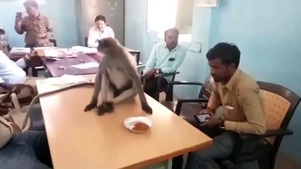 Wild monkey spotted at polling station during elections in India