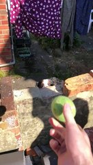 Neighbourhood dog throws ball over wall so he can play with everyone
