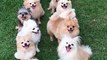 Smile for the camera! Dog owner has to get 18 chihuahuas into a row for photo