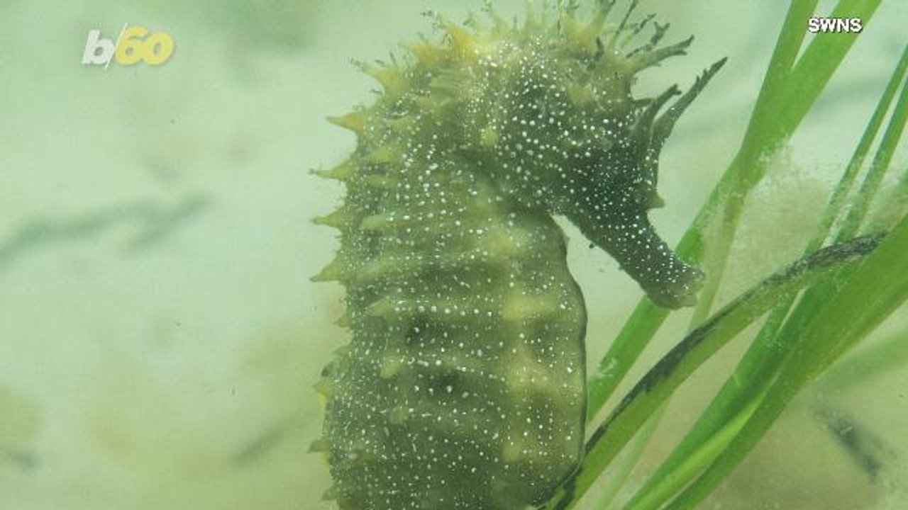 This Seahorse Is So Rare, You Need A License Just To Take Photos!