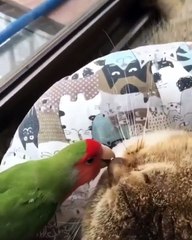 Cet oiseau aime beaucoup jouer dans l'oreille d'un chat. Marrant !