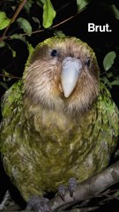 All these animals are threatened by humans