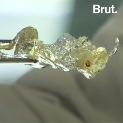 Transparent Human Organs