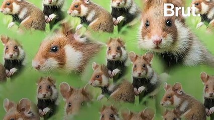 Le grand hamster d'Alsace, une espèce menacée par une autoroute
