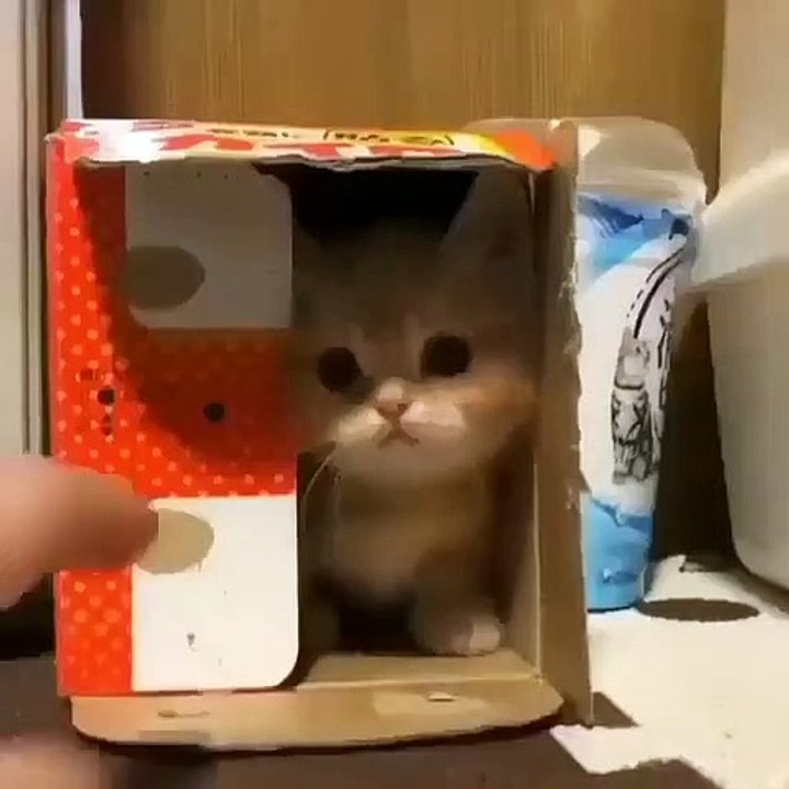Ce chaton se cache dans une petite boite. Trop chou !