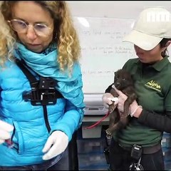 Bonne nouvelle: deux louveteaux sont nés au parc Alpha (et ils sont trop mignons)