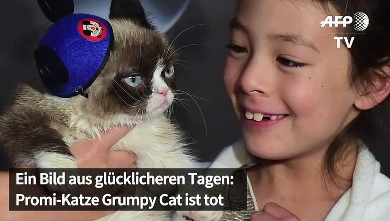 Grumpy cat ist tot