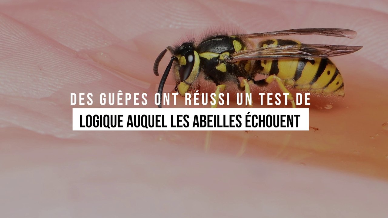 Des guêpes ont réussi un test de logique auquel les abeilles échouent
