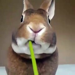 Attendez jusqu’à la fin pour voir ce qui va arriver à ce mignon lapin !