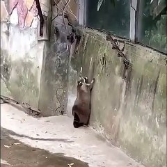 Ce gros raton laveur essaie de sauter un mur. Regardez !