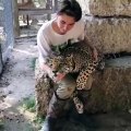 Ce jaguar se fait caresser avec tendresse et il adore ça !