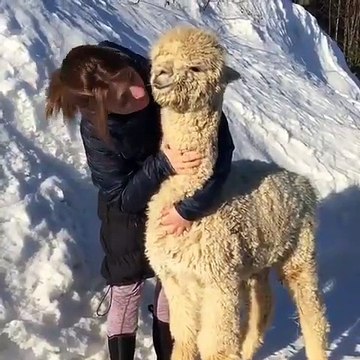 Cet alpaga est très complice avec cette femme. Admirez les !