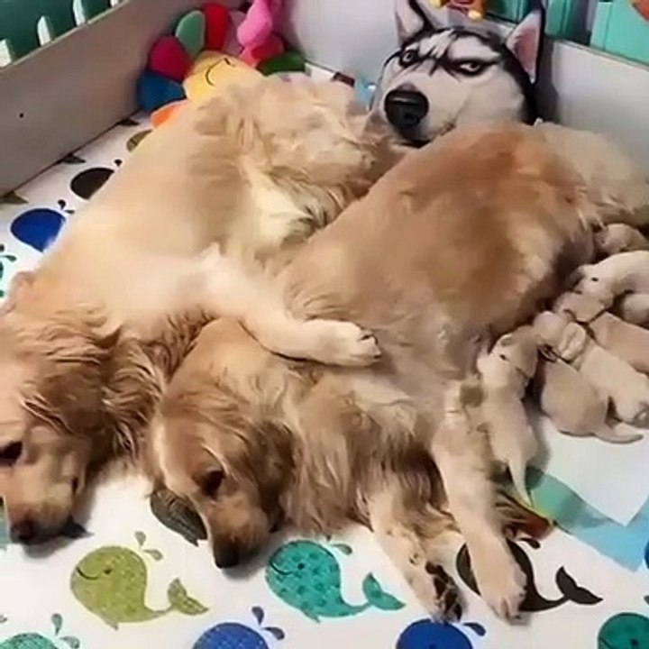 Cette chienne faisant téter ses petits a l'air très fatiguée. Tres touchant !