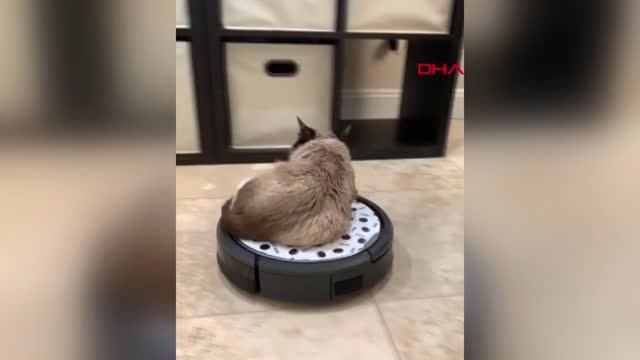 Dha Dış - Sosyal Medya Fenomeni 'grumpy Cat' Hayatını Kaybetti