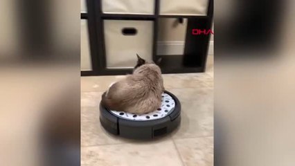 Dha Dış - Sosyal Medya Fenomeni 'grumpy Cat' Hayatını Kaybetti