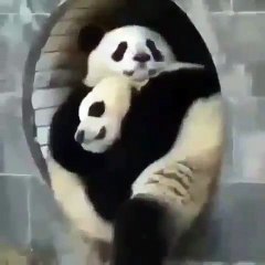 Quand un panda triste se fait réconforter. Trop cute !