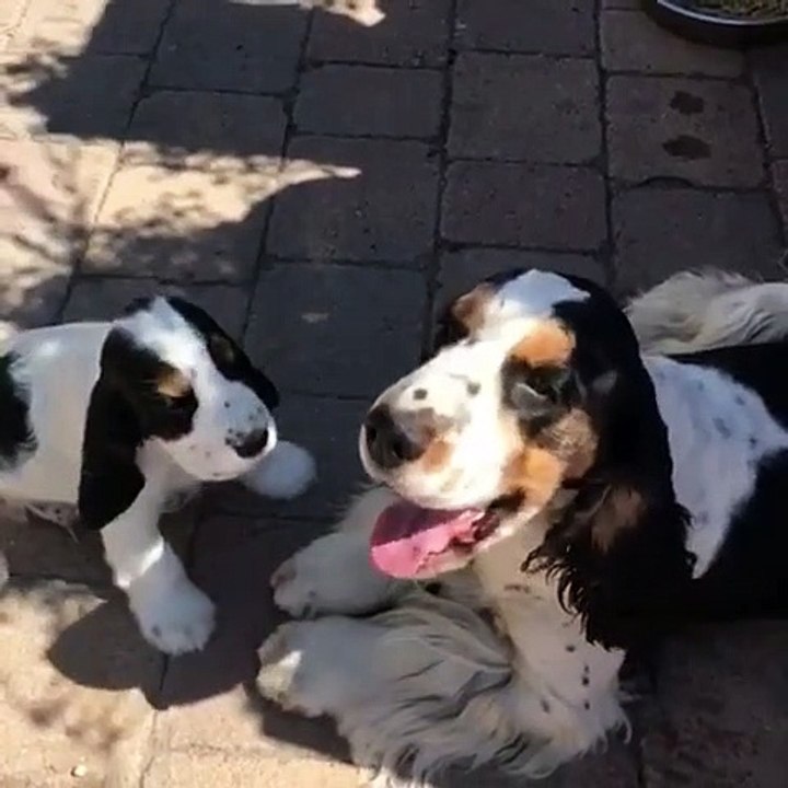 Ce chien et son petit sont très complices. Trop mimi !