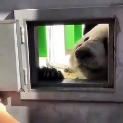 Quand un panda n'aime pas qu'on ferme sa fenêtre. Hilarant !