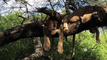 Those aren't cuddly toys! Sleepy lions enjoy catnap on a tree branch in Tanzania