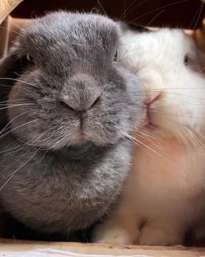 Ces bébés lapins n'aiment vraiment pas la camera. Regardez ce qu'ils font !