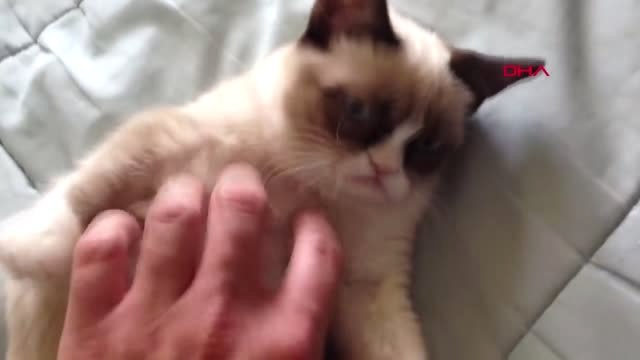 Dha Dış - Sosyal Medya Fenomeni 'grumpy Cat' Hayatını Kaybetti -2