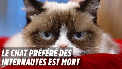 Grumpy Cat, le chat préféré des internautes, est mort