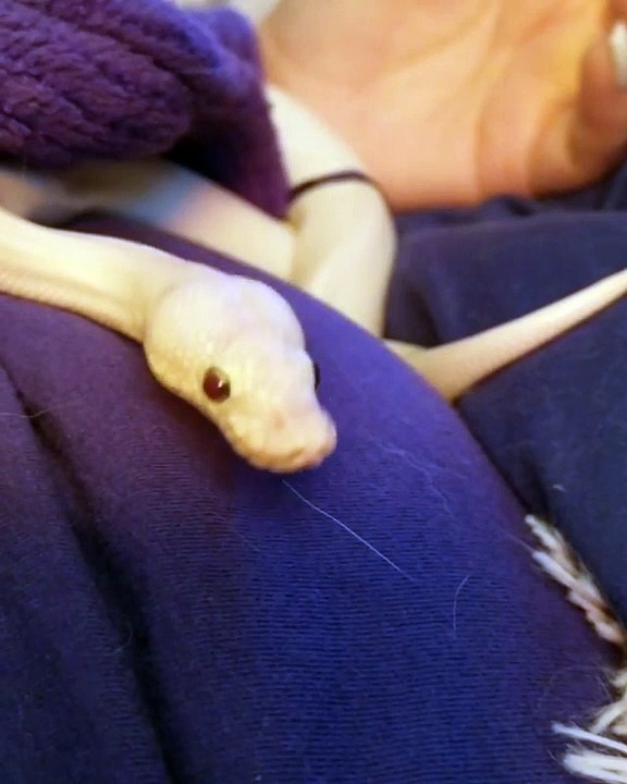 Quand un petit serpent baille, voici ce que ça donne. Trop mimi !