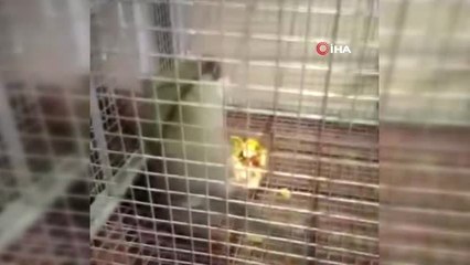 Paniğe Sebep Olan Maymun Yakalandı