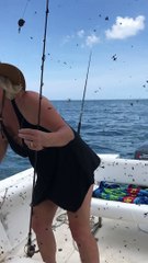 Love Bugs are in the Air