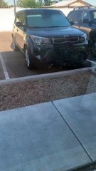 Surprisingly Long Snake Slithers Out of SUV