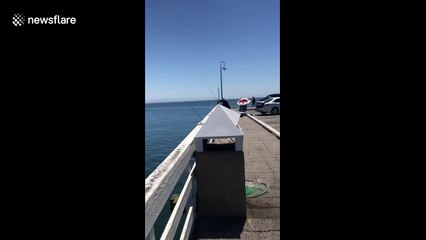 Child and sea lion in California 'communicate' by yelling at each other