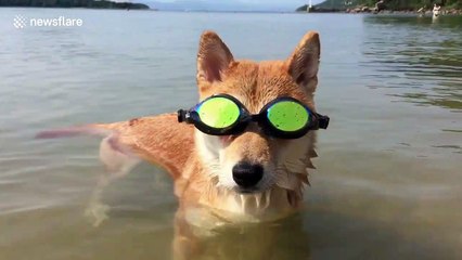This paddling pooch relaxing at the beach represents perfect summer goals