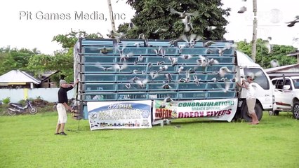 الحمام الزاجل يقاسي الأمرين في سباقات الفيليبين