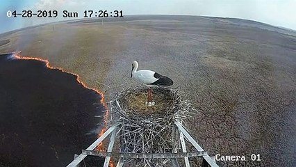 Russie : une cigogne couve ses œufs au-dessus des flammes
